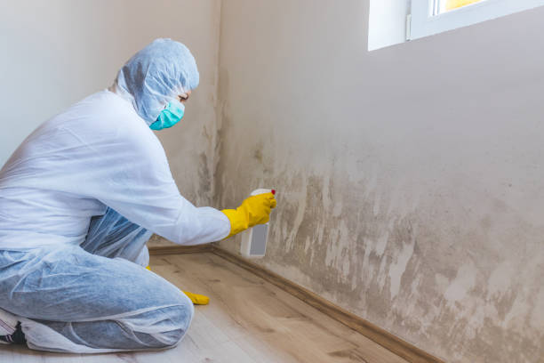 Licensed Black Mold Removal service in Garrett, TX - WQB Mold Removal