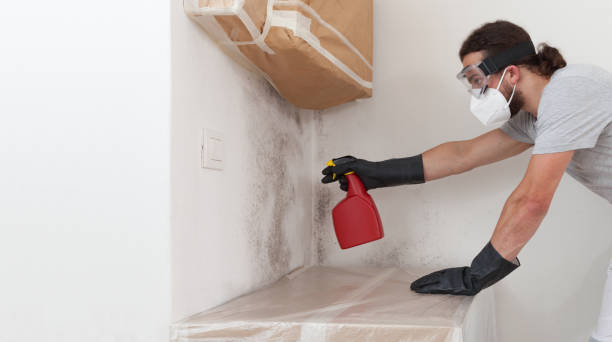 Professional Black Mold Removal technician working in Garrett, TX