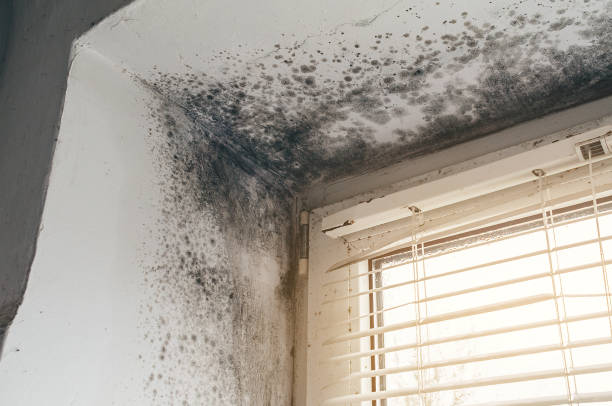 Affordable Black Mold Removal solutions in Garrett, TX