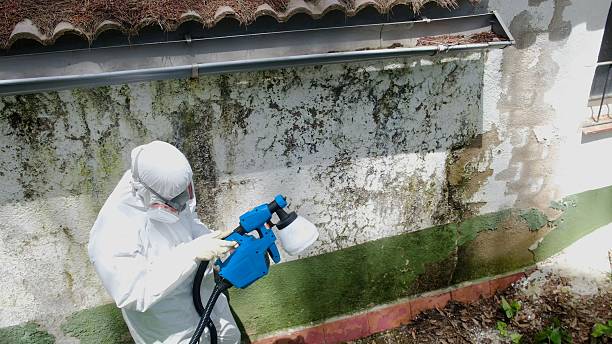 Top rated local Black Mold Removal specialists in Garrett, TX